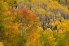 USA, Colorado, San Juan National Forest. Autumn-colored aspen forest. Art Print